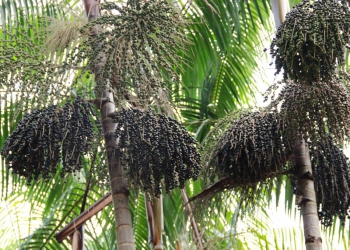 Cultivo de açaí pode ser exemplo de produção sustentável no Norte do Brasil