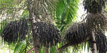 Cultivo de açaí pode ser exemplo de produção sustentável no Norte do Brasil