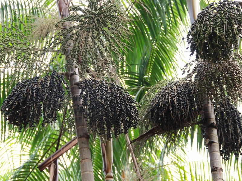 Cultivo de açaí pode ser exemplo de produção sustentável no Norte do Brasil