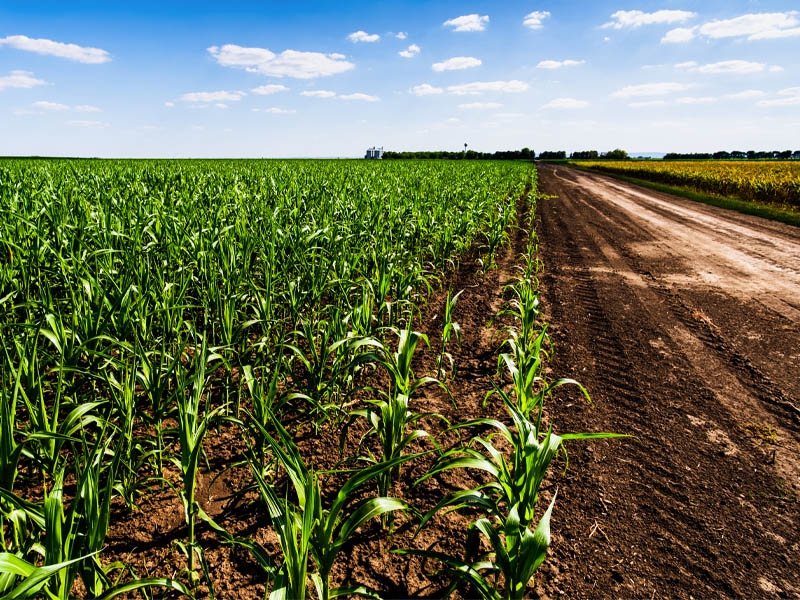 Produção agrícola no Acre