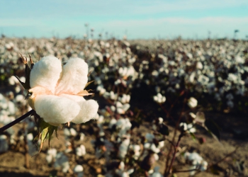Brasil exportou 62,2 mil tons de algodão até a segunda semana de agosto de 2023