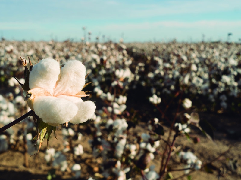 Brasil exportou 62,2 mil tons de algodão até a segunda semana de agosto de 2023