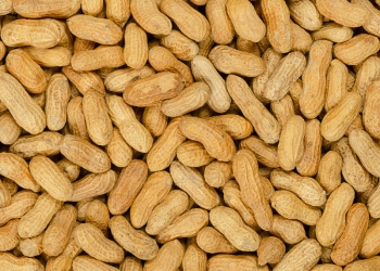 Produção de amendoim deve crescer 8,9% em São Paulo