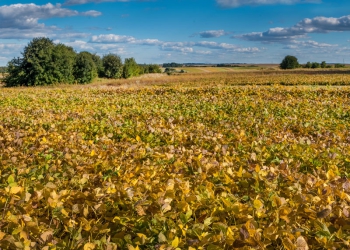 Agronegócio: os 10 principais Estados produtores do Brasil