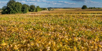 Agronegócio: os 10 principais Estados produtores do Brasil