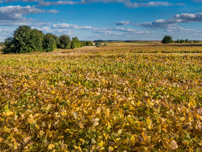 Agronegócio: os 10 principais Estados produtores do Brasil