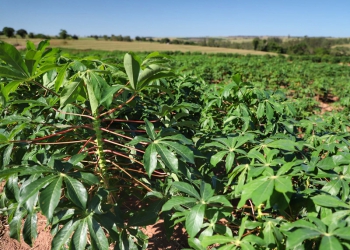 MDA lança programa de gestão para cooperativas da agricultura familiar