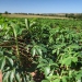 MDA lança programa de gestão para cooperativas da agricultura familiar