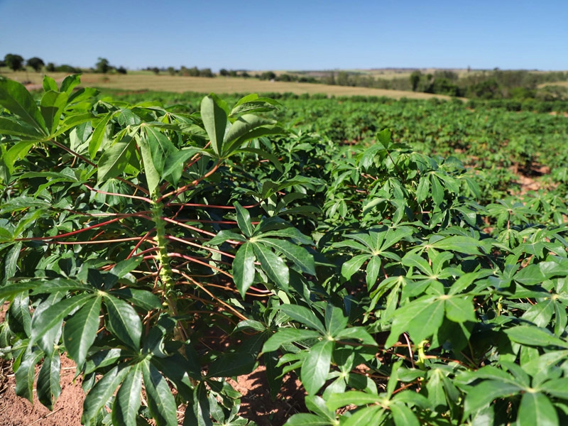 MDA lança programa de gestão para cooperativas da agricultura familiar