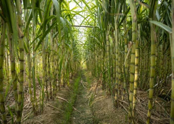 São Martinho vai distribuir R$ 275 milhões em dividendos adicionais