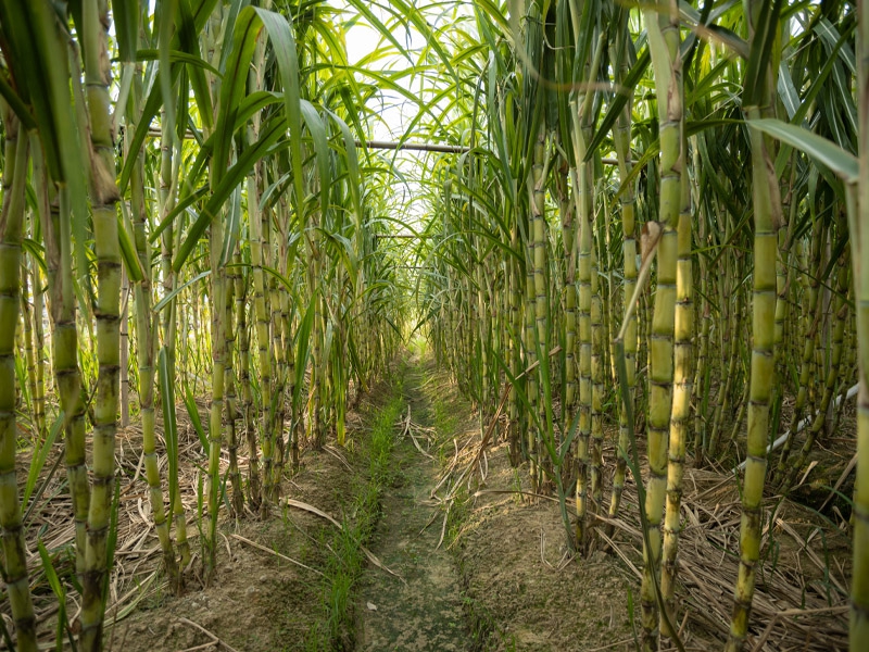 São Martinho vai distribuir R$ 275 milhões em dividendos adicionais