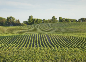 Estudo aponta incremento de 37% na produção de grãos no Matopiba em dez anos