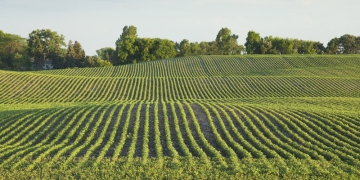 Estudo aponta incremento de 37% na produção de grãos no Matopiba em dez anos
