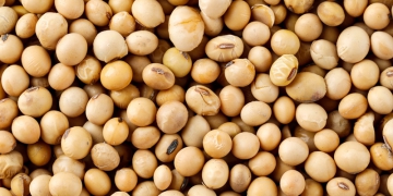 Vendas da safra de soja 2022/23 atingem 73,9% da colheita prevista