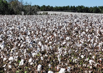 8 dicas para o preparo do solo para plantação de algodão