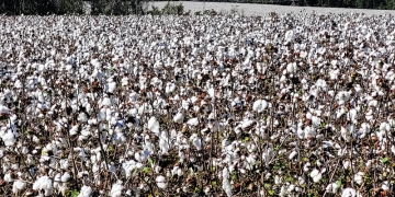 8 dicas para o preparo do solo para plantação de algodão