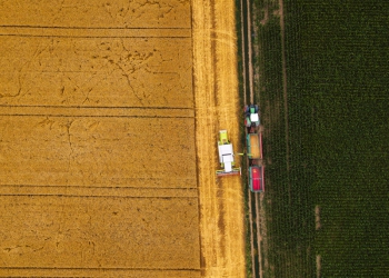 Tempo seco favorece maturação e colheita da 2ª safra de trigo na região central do País