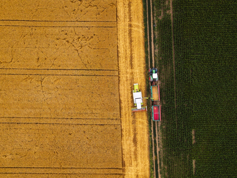 Tempo seco favorece maturação e colheita da 2ª safra de trigo na região central do País