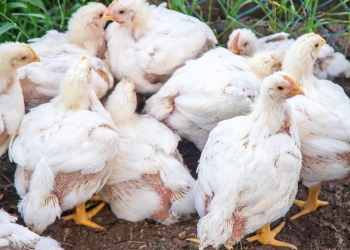 Brasil chega a 80 casos de gripe aviária com novo caso no litoral paulista