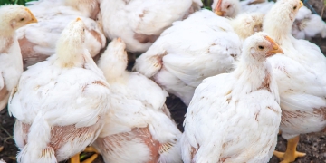 Brasil chega a 80 casos de gripe aviária com novo caso no litoral paulista