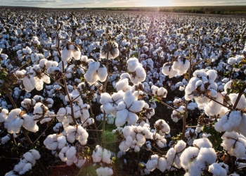 Algodão é a primeira cadeia produtiva certificada por autocontrole no Brasil