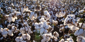 Algodão é a primeira cadeia produtiva certificada por autocontrole no Brasil