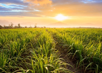 Encontro sobre Variedades de Cana terá foco na sustentabilidade para o manejo varietal