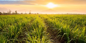 Encontro sobre Variedades de Cana terá foco na sustentabilidade para o manejo varietal
