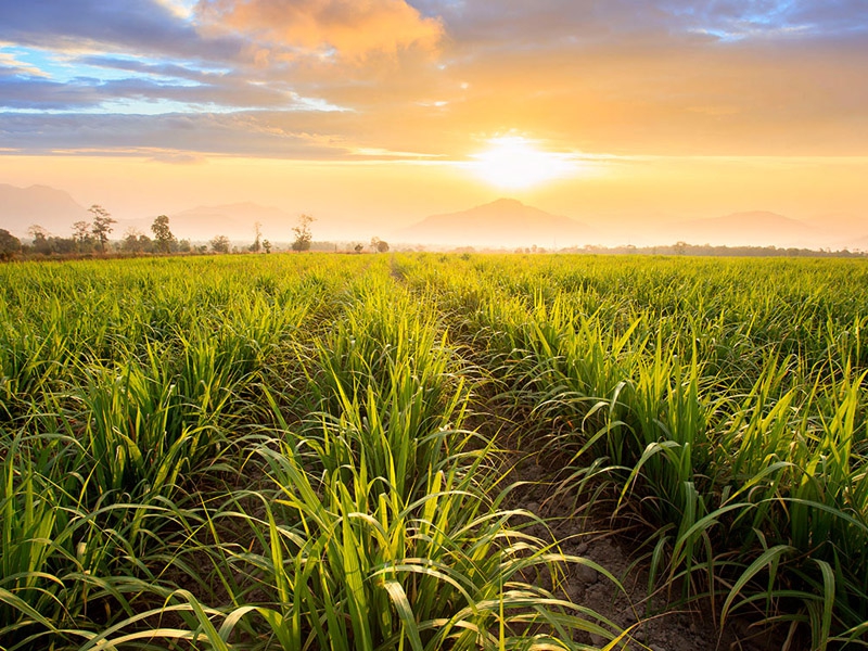 Encontro sobre Variedades de Cana terá foco na sustentabilidade para o manejo varietal