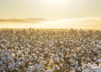 algodão