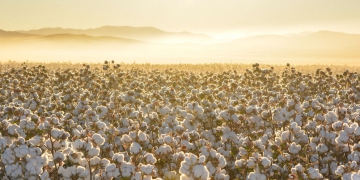 algodão