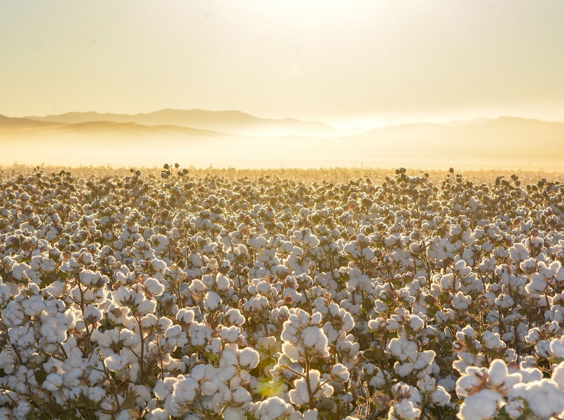 algodão