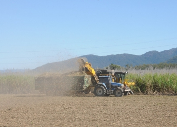 cana-de-açúcar