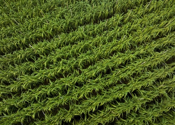 Conjunto agrícola torna preciso a aplicação de fertilizantes no canavial