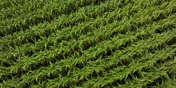 Conjunto agrícola torna preciso a aplicação de fertilizantes no canavial