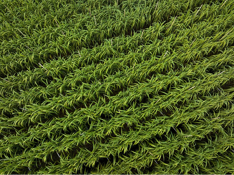 Conjunto agrícola torna preciso a aplicação de fertilizantes no canavial