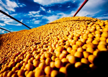 Mercado de soja é sacudido por incertezas econômicas