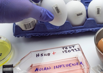 Influenza Aviária: Brasil segue livre de focos em granjas comerciais