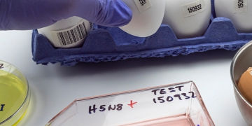 Influenza Aviária: Brasil segue livre de focos em granjas comerciais