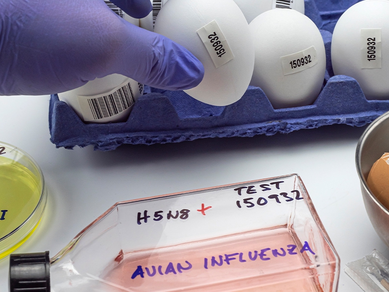 Influenza Aviária: Brasil segue livre de focos em granjas comerciais