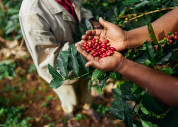 Brasil exporta recorde de 4,2 milhões de sacas de café em abril