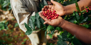 Brasil exporta recorde de 4,2 milhões de sacas de café em abril