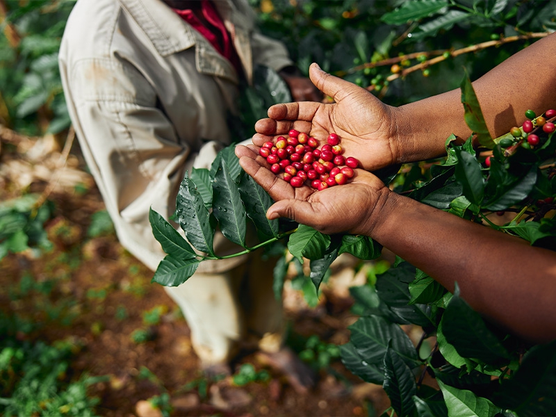 Brasil exporta recorde de 4,2 milhões de sacas de café em abril