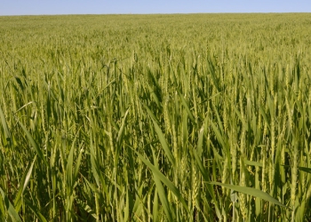 Incentivo ao cultivo de cereais de inverno