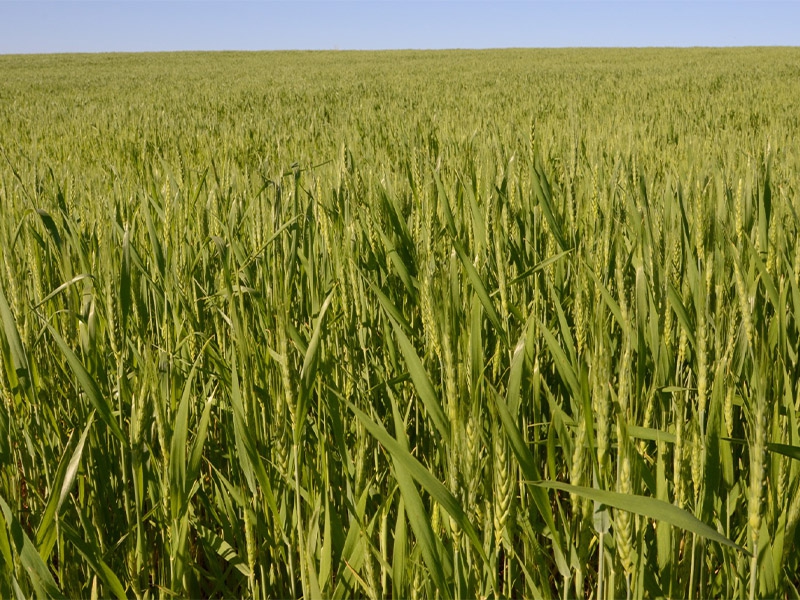 Incentivo ao cultivo de cereais de inverno