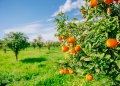 Brasil deve ter a menor colheita de laranja desde 1988