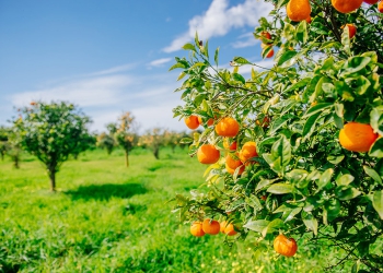 Brasil deve ter a menor colheita de laranja desde 1988