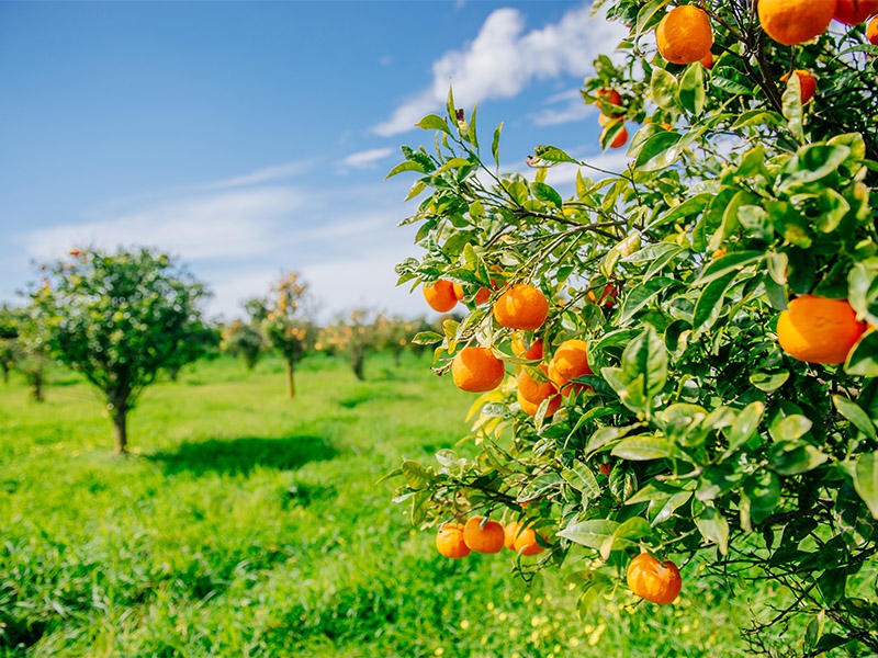 Brasil deve ter a menor colheita de laranja desde 1988