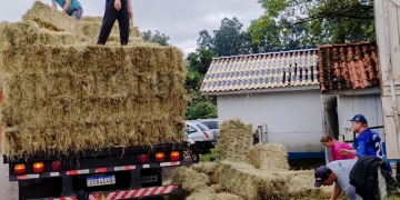 Rebanho bovino gaúcho em perigo