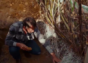 Avanços na produtividade e sustentabilidade com o uso do Microgeo